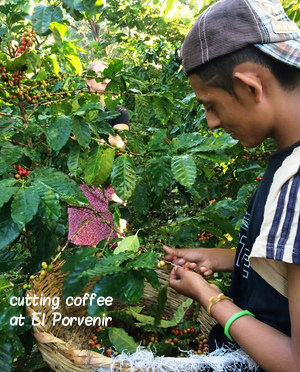 web El Porvenir coffee cutting
Jen Aist photo 3 web El Porvenir coffee cutting
Jen Aist photo 3